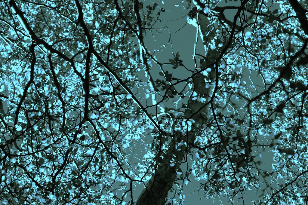 Climate collapse and the question of parenthood in 2025 – a psychedelic&nbsp;lens